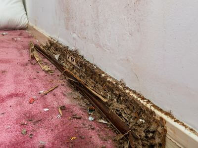 About Visalia Mold Specialist - mold removal experts in Visalia, CA